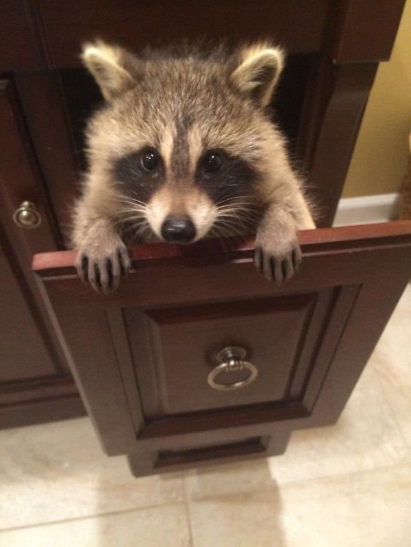 20 Adorable Raccoon Pictures That Will Brighten Your Day