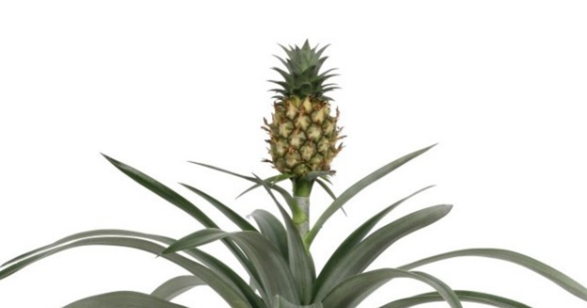 Entretien des plantes d'ananas Asda