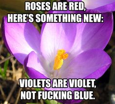 Violets blue are rhymes are funny roses red Funny Roses