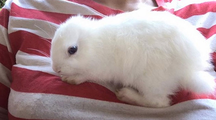 Deaf Earless Bunny Gifted New Set By Owner And It S The Cutest Thing In The World