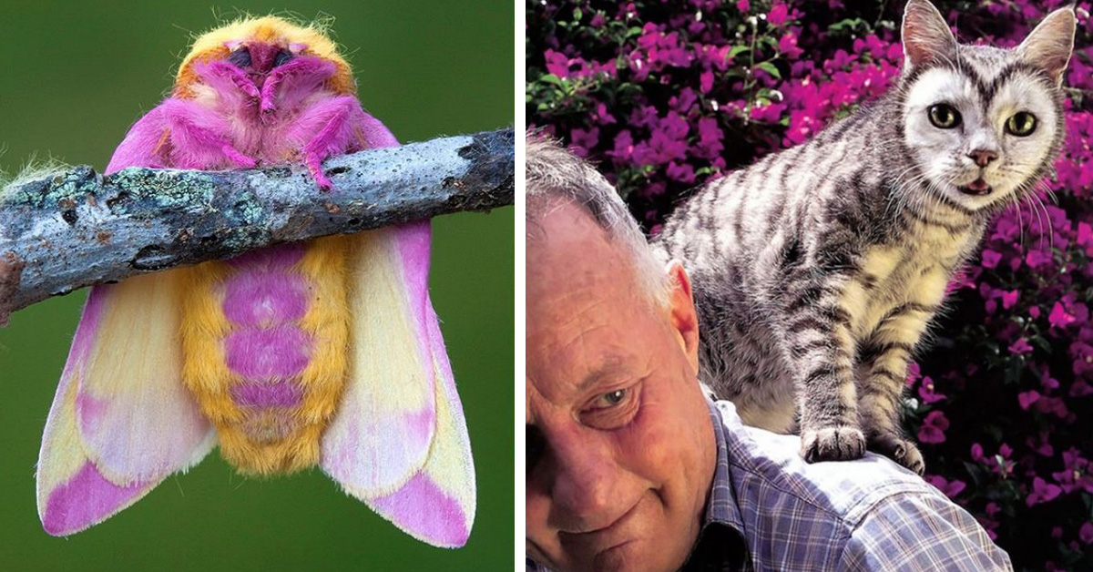 19 Animals That Nature Made Extra Special