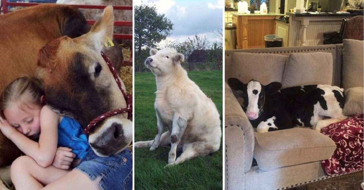 dogs that look like cows