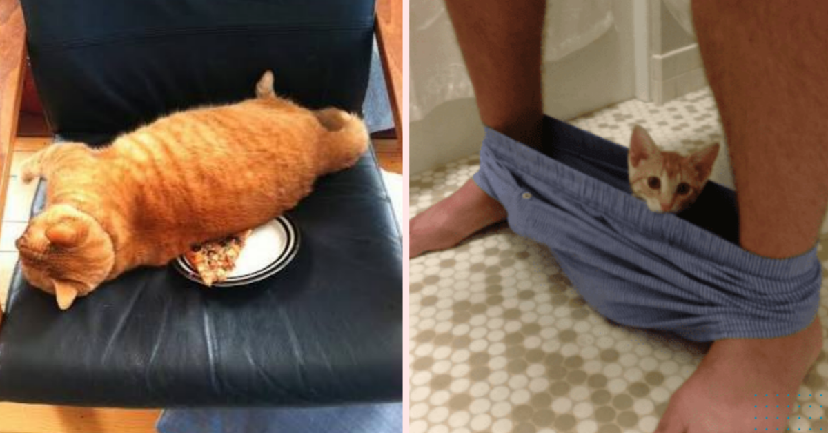 20 Hilarious Pictures That Prove Cats Just Don't Give A Damn!