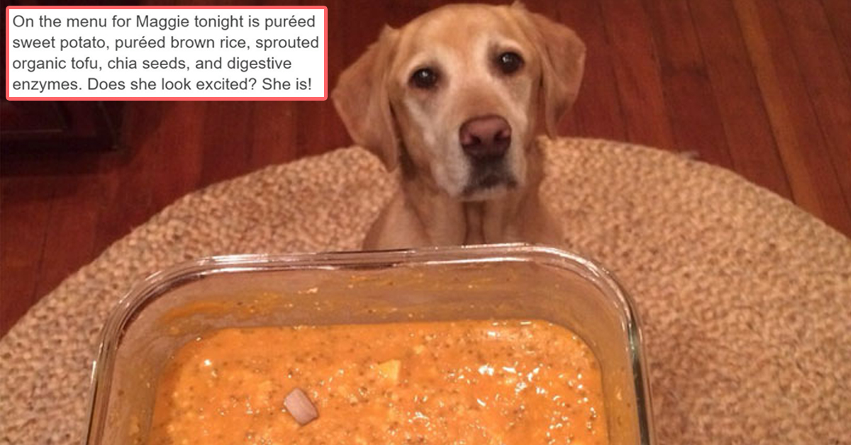 Tumblr User Posts About Her Dog S Vegan Diet Gets Put In Her Place By Vet Commenter