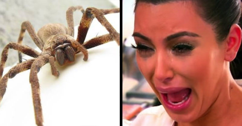 Don't Be Alarmed But Spiders Could Eat Every Person On