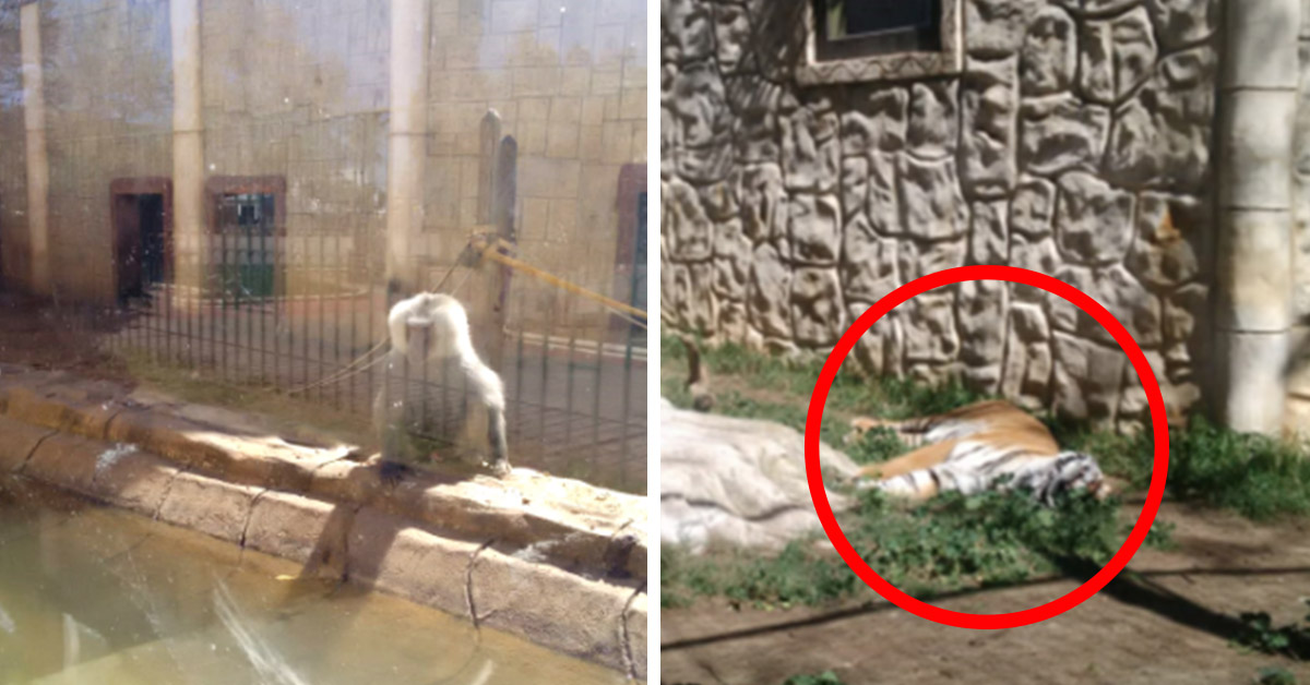 Shocking Photos Of Animals Left Trapped In Abandoned Zoo Have Emerged